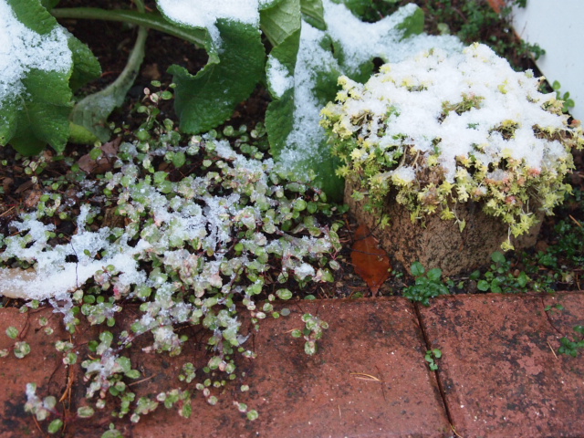 2010_1210画像0001.JPG