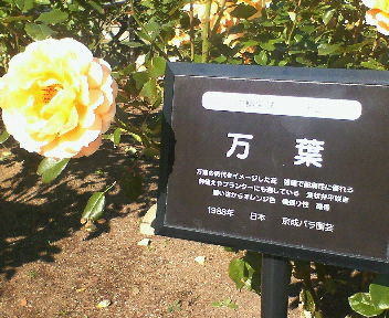和名がつけられたバラの大輪