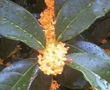 折からの雨露にぬれたキンモクセイの花