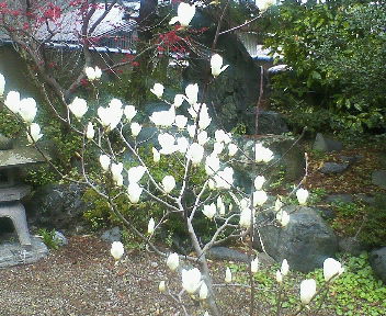 白い綿帽子のような大きな花