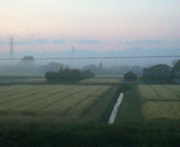 朝霧の漂う麦畑