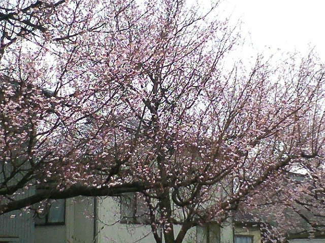 街の中の小さな公園の桜