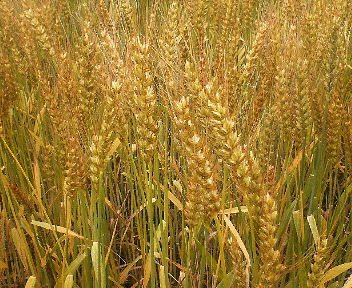 小麦の穂先は大麦よりも少し長め
