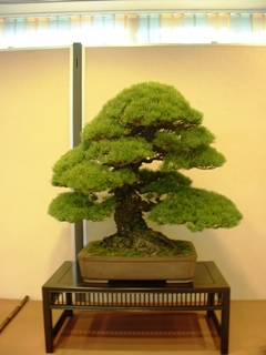 樹齢250年