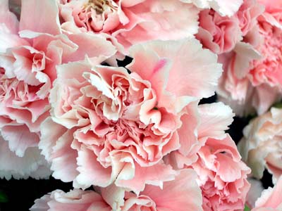 アプリコットカラーのカーネーション ドヌーブ 適度に頑張る花屋の雑用係 三重県松阪市のお花屋さん 楽天ブログ