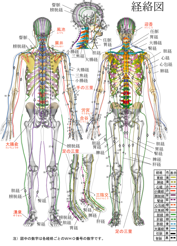 基本人体ツボ経絡図 - 本