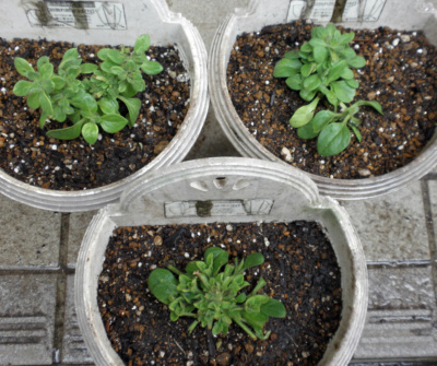 ペチュニアさくらさくらを植え替えました 狭い庭を花いっぱいにする育て方 楽天ブログ