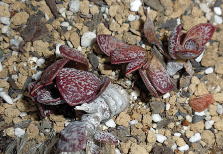 多肉植物の面白さです 狭い庭を花いっぱいにする育て方 楽天ブログ