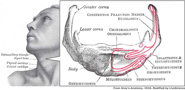 Hyoid Bone Skull