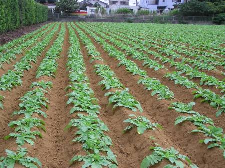 人参が発芽しました 美しい大根畑 野菜と果樹農家の栽培日記 楽天ブログ