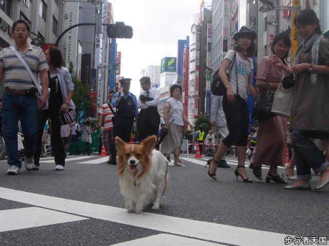 犬の手作り食事 鳥の骨 塩分 タマネギ等 ３２編の随想集 愛犬問題 犬の身になって考えてみよう 楽天ブログ