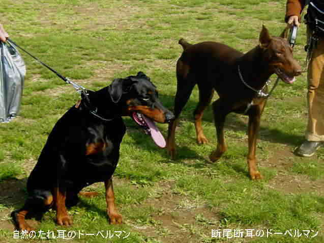 犬の断尾断耳は残虐非情な蛮行だ 愛犬問題 犬の身になって考えてみよう 楽天ブログ