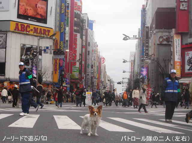 残飯に味噌汁もよい 犬にも塩分は大切だ 偽装だらけの犬の世界１０ 愛犬問題 犬の身になって考えてみよう 楽天ブログ