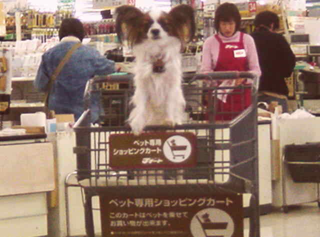 cart1.jpg