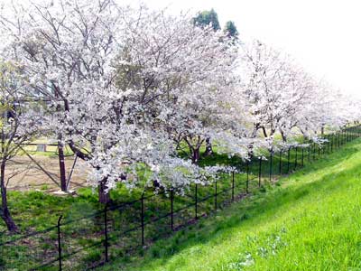 桜咲く