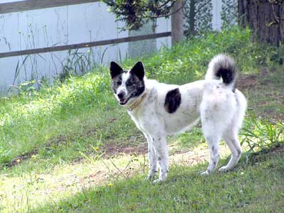 アンデルセン公園ドッグランにて ゆきみちゃん?♪
