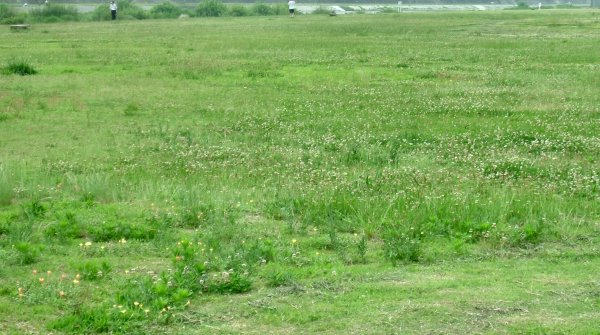 河川敷