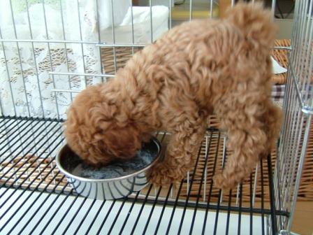 そら君食事