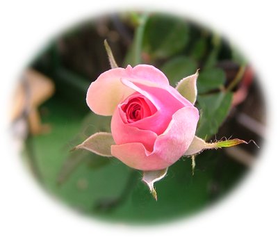ミミエデン蕾61101_127