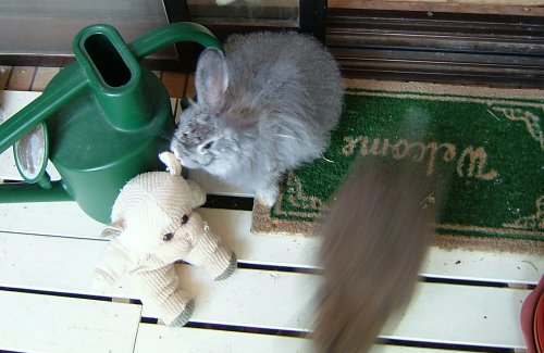 クリとメロ、ベランダ61022