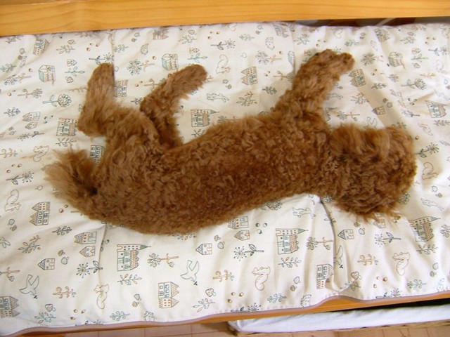 そら君お疲れ様