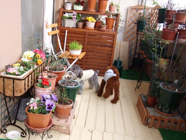 寄せ植え
