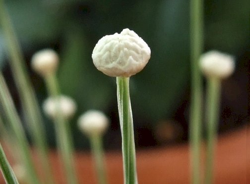 白玉星草