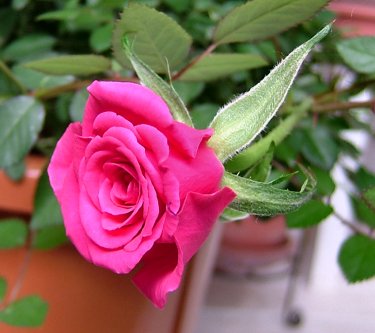 スベニール60316_059.jpg