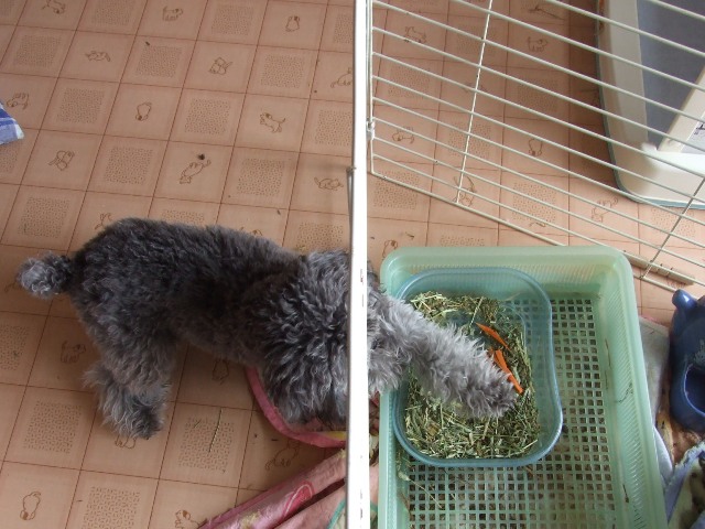ひな 横取り2