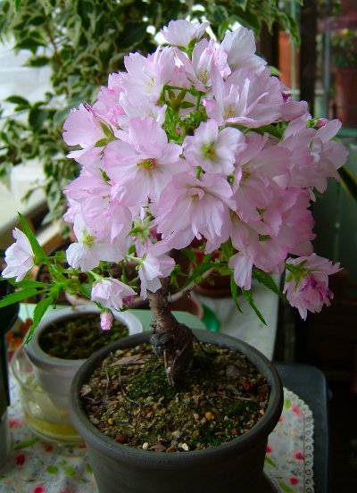 一才桜60415_047.jpg