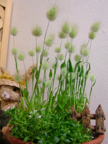 ラグラス