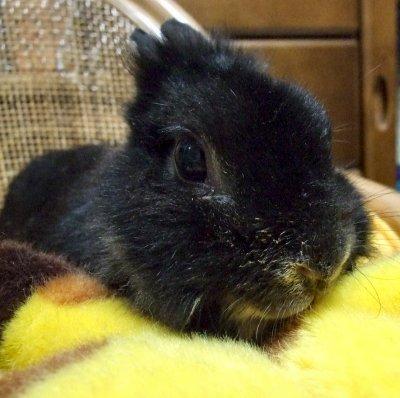 ランちゃん鼻水