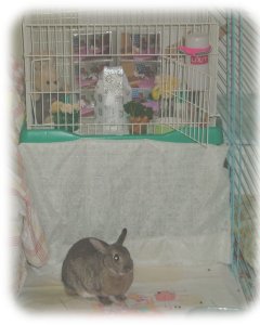 すずちゃん帰宅