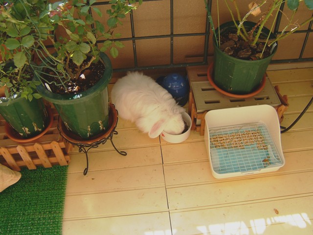 アルム ベランダ2