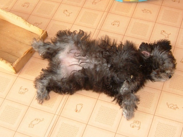 ひなた昼寝