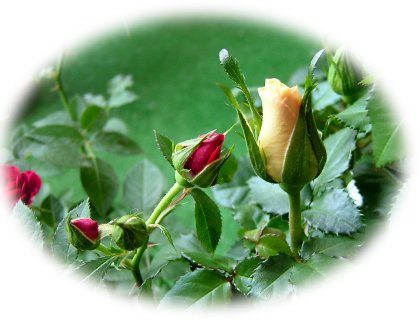 ヘルメスピーチ蕾60308_165.jpg