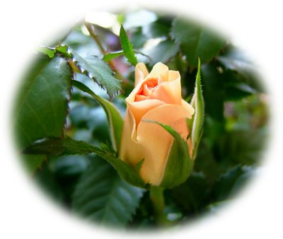 ピーチ蕾60308_0334.jpg