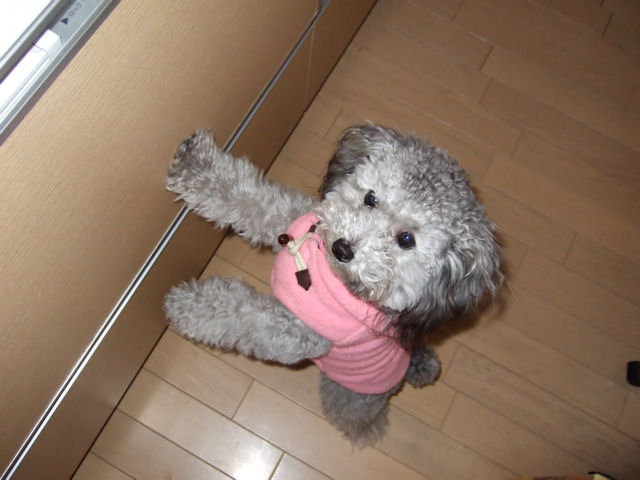 ひなた
