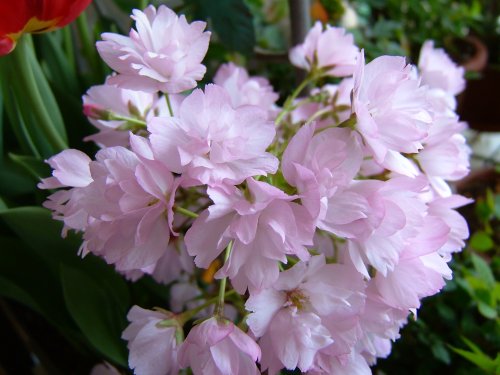 旭山桜