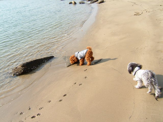 海