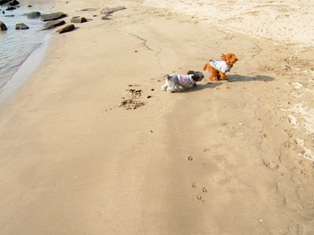 海