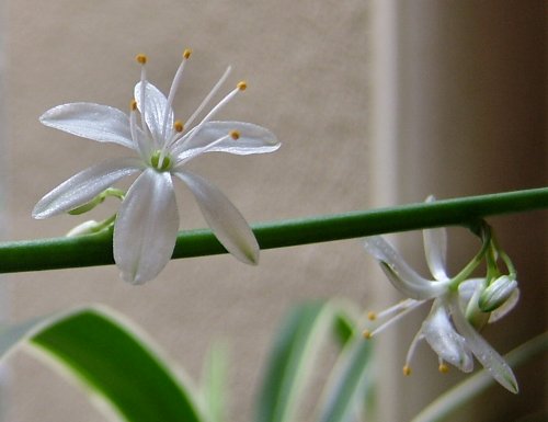 オリヅルランの花