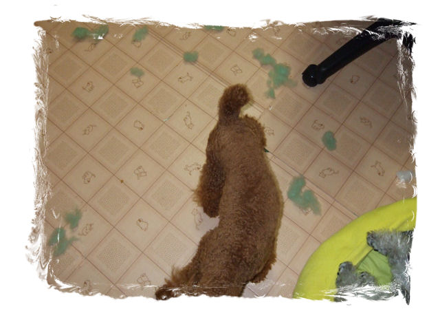 クッション04
