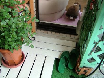 すずベランダ60311_07.jpg