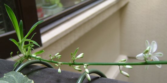 オリヅルランの花