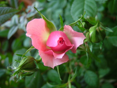 コリンナ60408_024.jpg