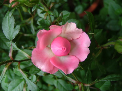 コリンナ60402_034.jpg
