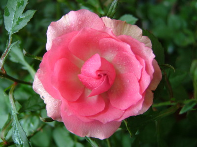コリンナ60406_025.jpg