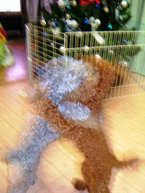 そらvsひな