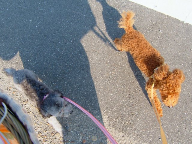 トリミング帰り